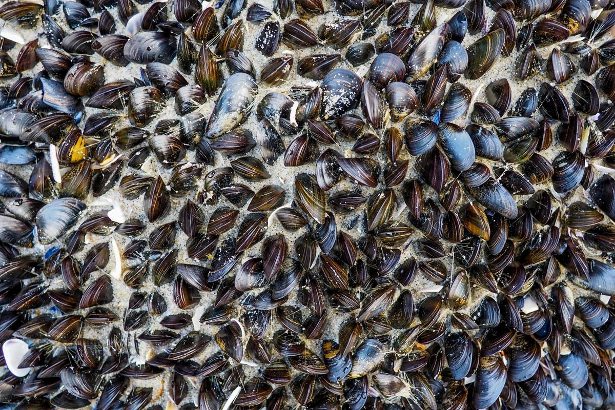 Зазначається, що мідії не могли рухатися і закопатися в пісок / фото - Unsplash Зазначається, що мідії не могли рухатися і закопатися в пісок / фото - Unsplash