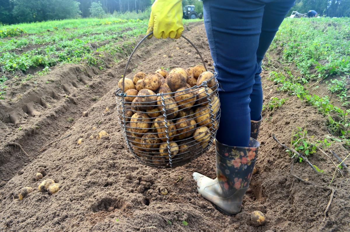 В Україні неможливо оцінити врожай картоплі: експертка пояснила, чому так склалось В Україні неможливо оцінити врожай картоплі: експертка пояснила, чому так склалось