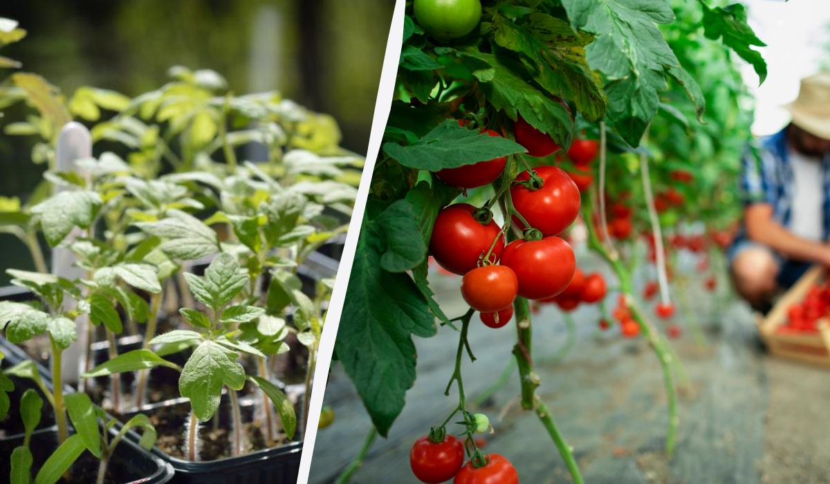 Где никогда не стоит выращивать помидоры: садоводы назвали 5 мест
