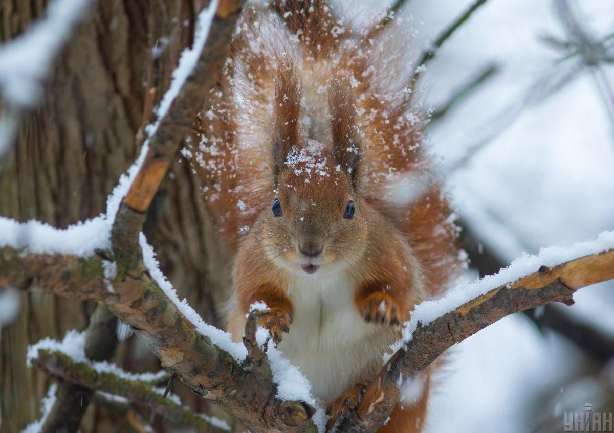 Приметы 1 декабря Приметы 1 декабря