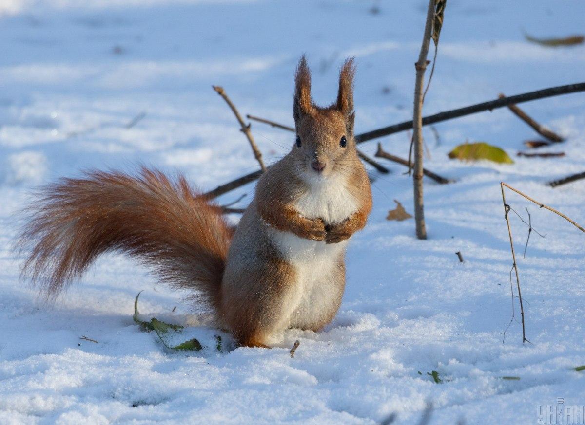 5 січня в Києві весь день будуть морози