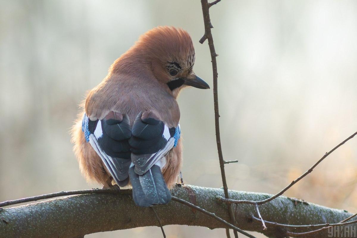 яке сьогодні свято