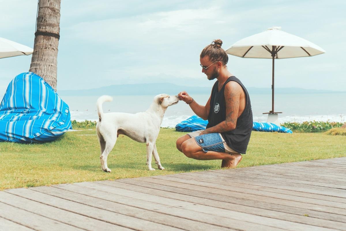 Деякі собаки можуть відреагувати на цей жест агресивно / фото - Unsplash Деякі собаки можуть відреагувати на цей жест агресивно / фото - Unsplash