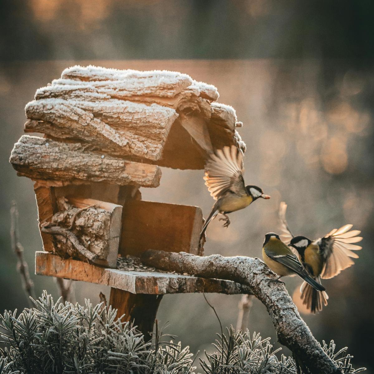 яке сьогодні свято