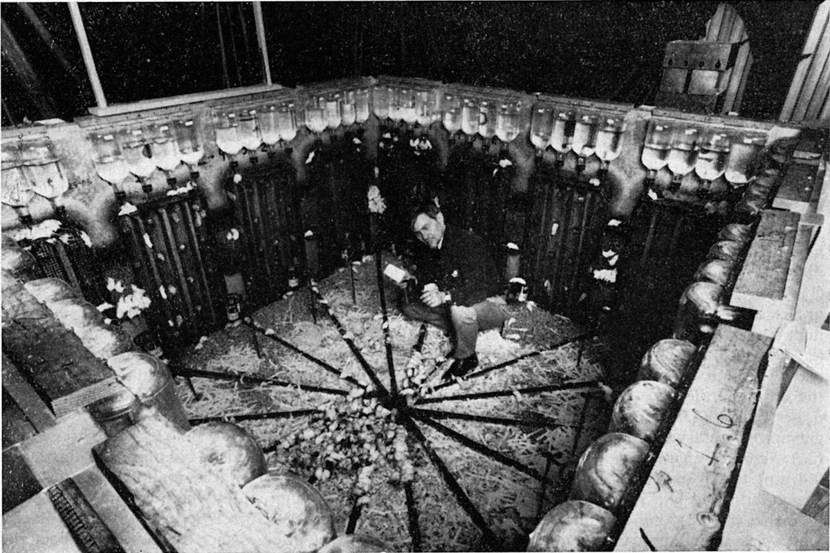 Созданный человеком рай для мышей не принес им процветания / фото wikipedia.org Созданный человеком рай для мышей не принес им процветания / фото wikipedia.org