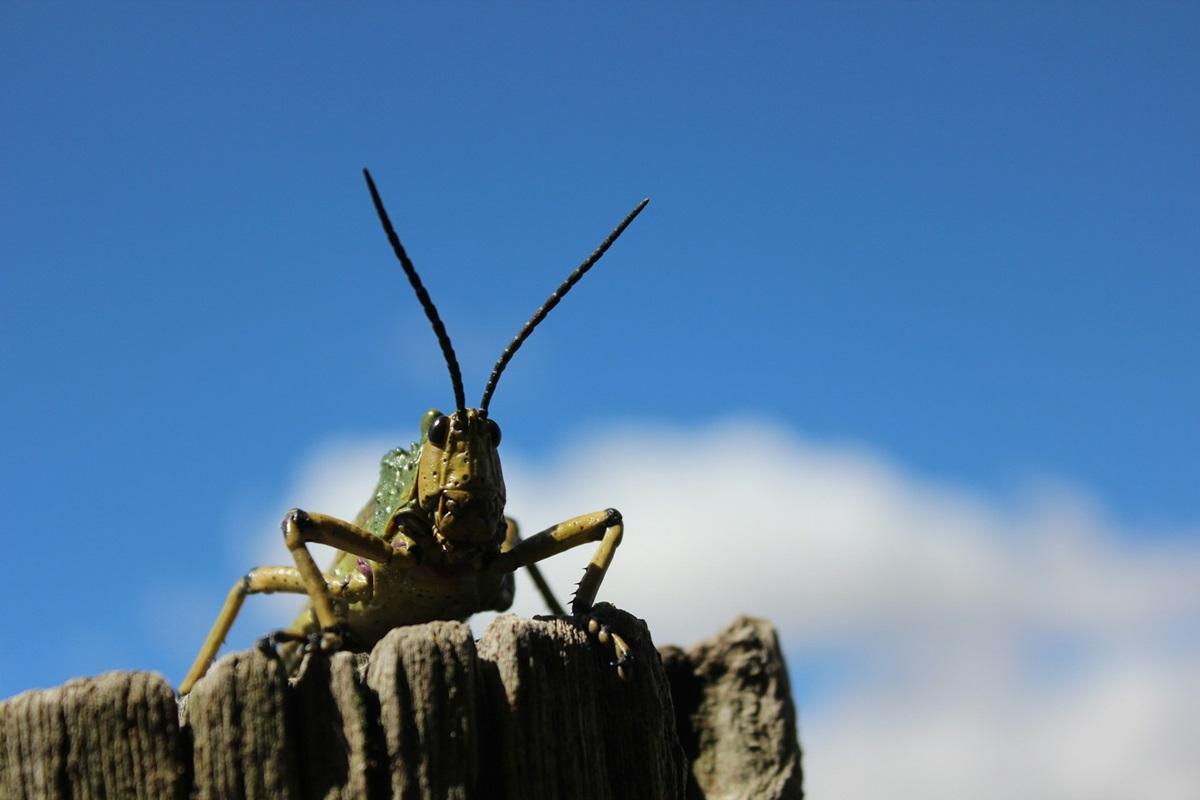 Канцлер за династії Сун дуже захоплювався боями цвіркунів / фото - Unsplash Канцлер за династії Сун дуже захоплювався боями цвіркунів / фото - Unsplash