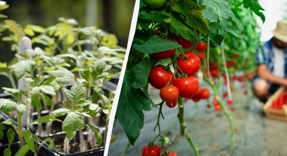 Где никогда не стоит выращивать помидоры: садоводы назвали 5 мест Kép