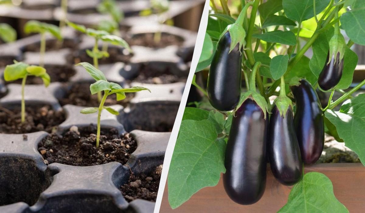 Санкт-Петербургте порно қалай түсіріледі