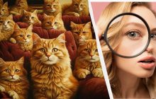 Потрібно знайти дивака серед рудих котів за 9 секунд: захоплива оптична ілюзія