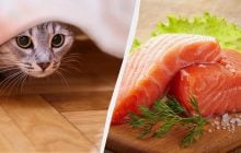 Можно ли котам лосось: диетолог дала точный ответ