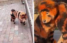 В Китае зоопарк посадил в вольеры собак, окрашенных под тигров (видео)