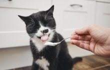 Можно ли котам есть йогурт: ветеринарный токсиколог дала точный ответ
