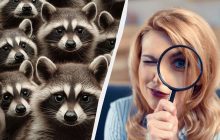 Надо за 7 секунд найти чудака, который спрятался среди енотов: удивительная оптическая иллюзия