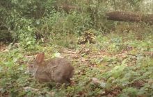 В Мексике нашли кролика, которого считали вымершим на протяжении 130 лет (видео)