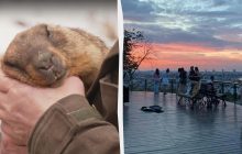 "Можуть бути морози і сніжок": бабак Тимко спрогнозував, коли в Україні настане весна