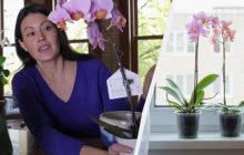 Садовник поделилась простой техникой полива орхидей, чтобы они зацвели весной