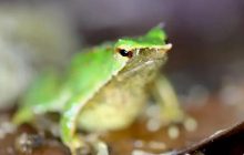 Редкие лягушки-папы проделали огромный путь, чтобы "родить" в Великобритании