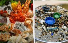 99% морепродуктов загрязнены микропластиком: ученые назвали, какой продукт самый опасный