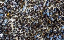 В Германии на пляже замерзли миллионы мидий: повлияет ли это на экологический баланс