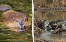 Бобры за два дня построили плотину там, где люди не смогли этого сделать с 2018 года