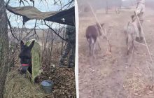 Росія відправляє на фронт віслюків: експерт пояснив, чому це спрацює (фото)