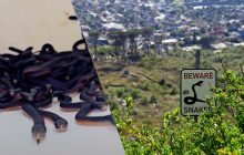 "Мене аж трусило": у Сіднеї чоловік знайшов на своєму подвір'ї понад 100 змій (відео)