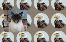 Лише чемпіон знайде унікального орла за 6 секунд: карколомна оптична ілюзія