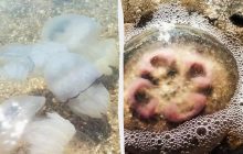 На побережье Одесской области выбросило тысячи медуз: ученые нашли здесь "российский след"