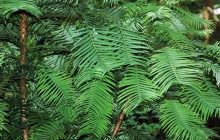 Вважалося вимерлим до 1994 року: біолог розповів про найбільш рідкісне дерево у світі