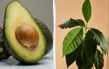 Як виростити тропічне дерево авокадо вдома: садівники відкрили 9 секретів