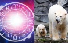 Лев - морж, Козеріг - білий ведмідь: яка ви арктична тварина за знаком Зодіаку