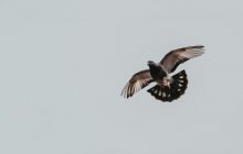 Перша повітряна пошта: біолог розповів, як люди відправляли повідомлення за допомогою птахів