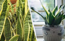 Як часто поливати тещин язик, щоб він був здоровим цілий рік: ідеальний графік