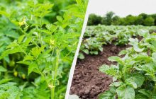Один овоч категорично не можна висаджувати після помідор: згубите пів городу