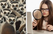 Треба знайти хитрого дивака серед лемурів за 7 секунд: захоплива оптична ілюзія