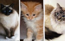 Названо 5 найспокійніших порід котів, які принесуть у дім гармонію та затишок