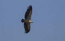 Цифра може здивувати: дослідники відповіли, наскільки високо може злетіти птах