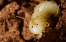 Личинки мух почали "вирощувати" підроблені обличчя на своїй дупі: для чого їм це потрібно