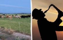Друзья включили джаз стаду коров: реакция животных растрогала сеть (видео)