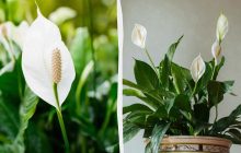 Что делать, чтобы цвело женское счастье: советы эксперта спасут ваш спатифиллум