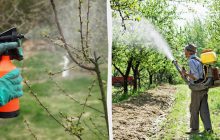 Вредители не успеют проснуться: вот чем обработать деревья в саду ранней весной