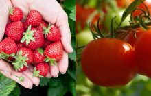 Які культури не можна садити після полуниці і чим це загрожує: фатальні помилки садівників