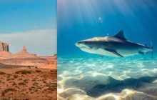 Предка білої акули віком 9 млн років знайшли в пустелі: біолог пояснив, як це можливо