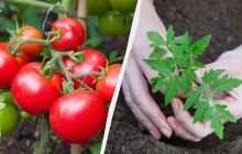 Будете збирати врожай раніше за всіх: 7 скоростиглих сортів томатів для теплиць