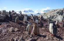 Диво Антарктики: поруч з унікальною "трійнею" пінгвінят оселилася незвичайна родина (фото)