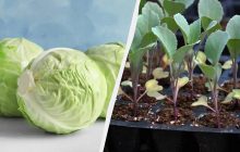 Коли починати вирощувати капусту: оптимальні строки посіву розсади у 2025 році