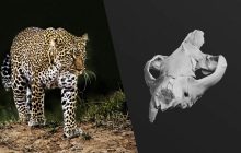 Учені знайшли новий вид небезпечного хижака розміром з леопарда, який жив 30 млн років тому