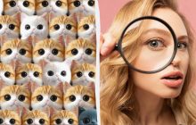 Де справжній кіт: дивовижна головоломка, яку треба розв'язати за 6 секунд