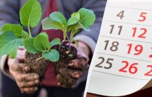 Идеальное время для высадки рассады капусты в грунт: когда и как это делать