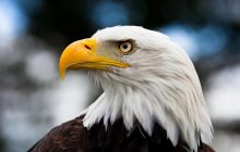 Символ США, который был почти уничтожен: что известно об одной из самых больших птиц в мире